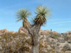 Yucca brevifolia