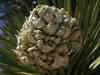 Yucca brevifolia