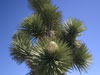 Yucca brevifolia