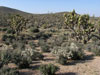 Yucca brevifolia