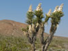 Yucca brevifolia