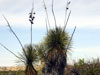 Yucca elata