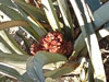 Yucca endlichiana