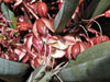 Yucca endlichiana