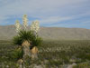 Yucca faxoniana