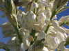 Yucca faxoniana