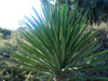 Yucca faxoniana