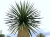 Yucca faxoniana