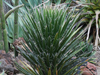 Yucca filifera