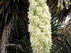 Yucca filifera