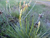 Yucca glauca