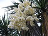 Yucca grandiflora