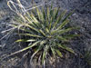 Yucca harrimaniae