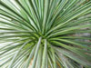 Yucca linearifolia