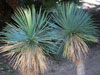 Yucca linearifolia