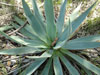 Yucca pallida