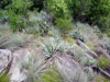 Yucca pallida