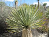 Yucca rostrata