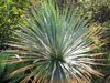 Yucca rostrata