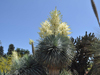 Yucca rostrata