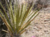 Yucca schidigera