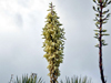 Yucca thompsoniana