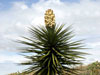 Yucca torreyi