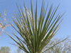 Yucca torreyi