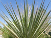 Yucca torreyi