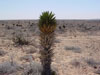 Yucca valida