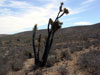 Yucca valida