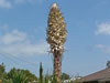 Yucca whipplei