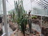 greenhouse boyce thompson arboretum