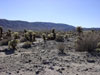 joshua tree cactus