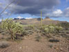 organ pipe cacti