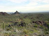 organ pipe park cacti