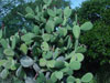 cactus garden encinitas